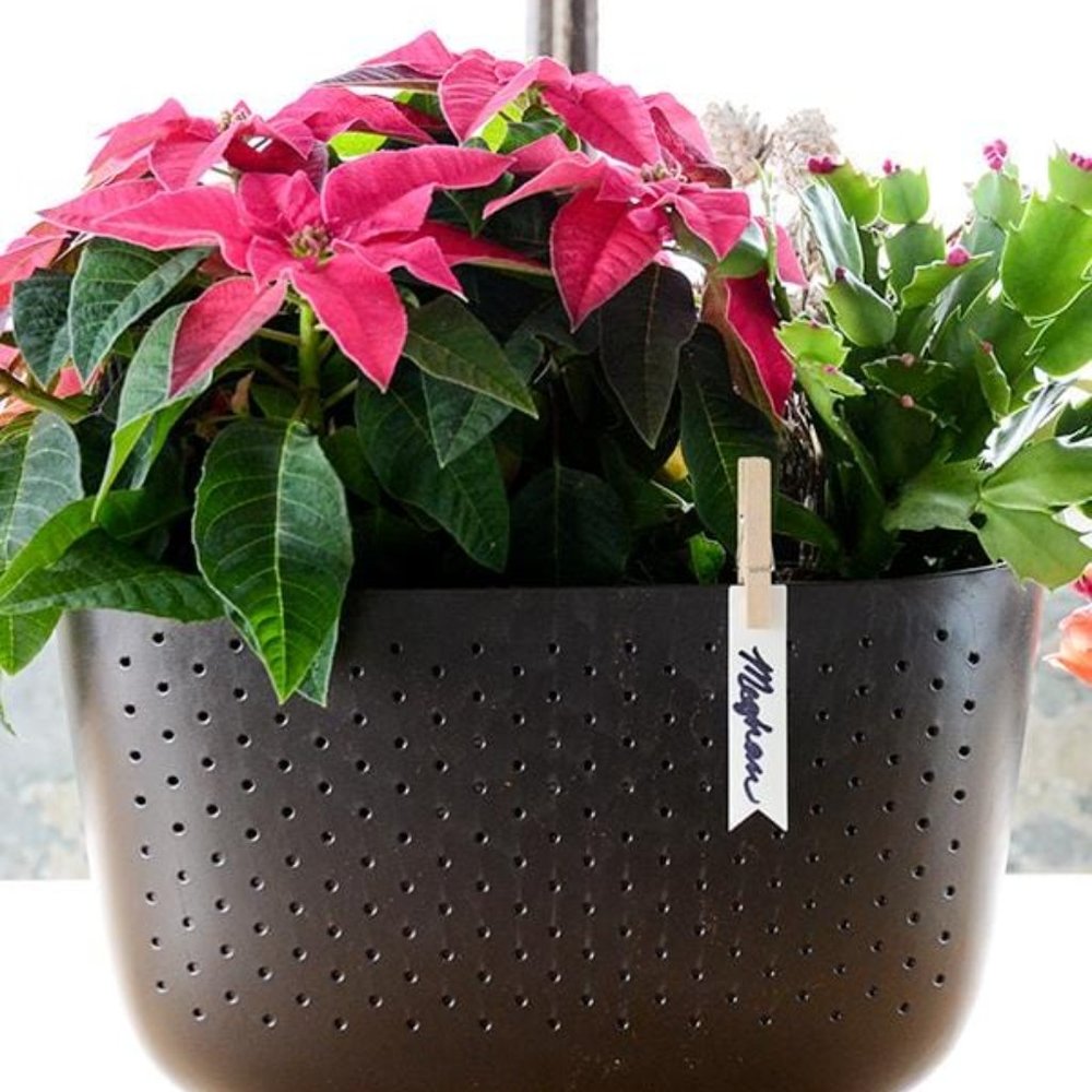 Wallygrow Eco wall planter in Espresso [Wallypot]